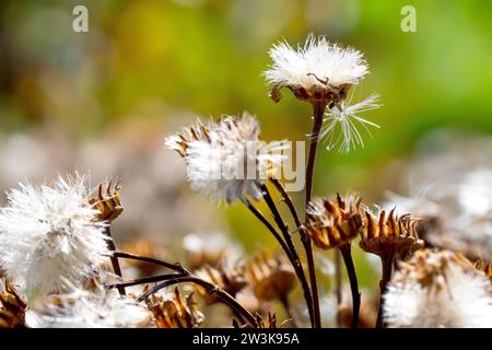 Gemeine Ragkraut (senecio jacobaea), Nahaufnahme mit den Samenköpfen der Pflanze, die gefiederten Samen, die von der Spätsommersonne hinterleuchtet werden. Stockfoto