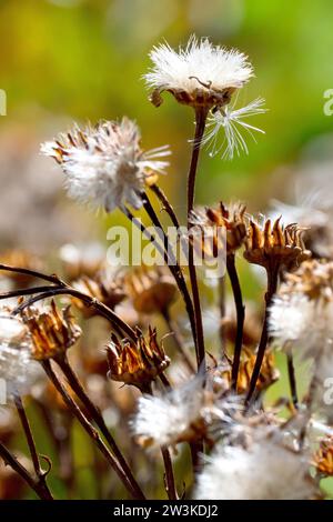 Gemeine Ragkraut (senecio jacobaea), Nahaufnahme mit den Samenköpfen der Pflanze, die gefiederten Samen, die von der Spätsommersonne hinterleuchtet werden. Stockfoto