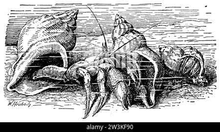 Heubach (Zoologiebuch, 1928), Einsiedlerkrebs beim Umzug in ein anderes Schneckenhaus, Pagure commun en déménageant dans une autre coquille Stockfoto