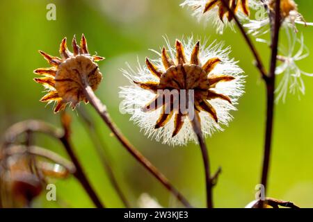 Gemeine Ragkraut (senecio jacobaea), Nahaufnahme mit den Samenköpfen der Pflanze, die gefiederten Samen, die von der Spätsommersonne hinterleuchtet werden. Stockfoto