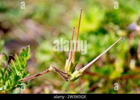 Gemeiner Storksbill (erodium cicutarium), Nahaufnahme mit den langen Samenkörnern oder Schnäbeln, die der Pflanze ihren gemeinsamen Namen geben, isoliert vom Hintergrund. Stockfoto