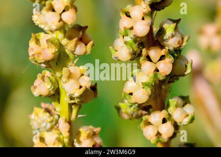 Schweißen oder Färberrakete (reseda luteola), Nahaufnahme der geschlossenen Samenkapseln oder Kapseln der Pflanze. Stockfoto