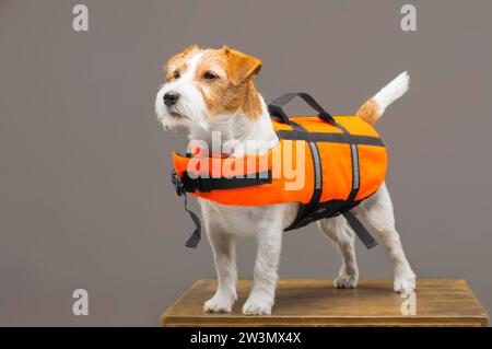 Der Pedigreed Jack Russell im Kostüm eines Rettungsschwimmers Malibu steht auf einem Podest im Studio. Gemischte Medien Stockfoto