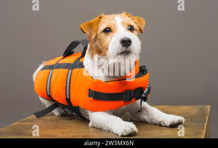 Der Pedigreed Jack Russell im Kostüm eines Rettungsschwimmers Malibu steht auf einem Podest im Studio. Gemischte Medien Stockfoto