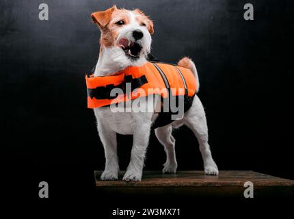 Der Pedigreed Jack Russell im Kostüm eines Rettungsschwimmers Malibu steht auf einem Podest im Studio. Gemischte Medien Stockfoto