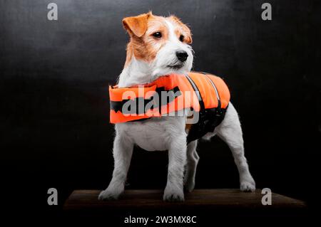 Der Pedigreed Jack Russell im Kostüm eines Rettungsschwimmers Malibu steht auf einem Podest im Studio. Gemischte Medien Stockfoto