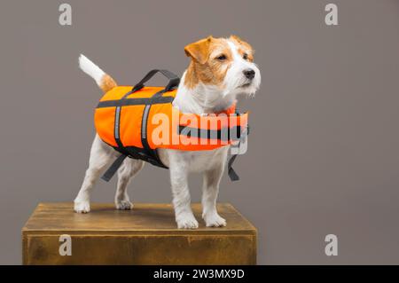 Der Pedigreed Jack Russell im Kostüm eines Rettungsschwimmers Malibu steht auf einem Podest im Studio. Gemischte Medien Stockfoto