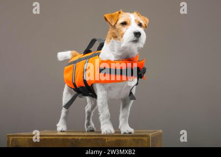 Der Pedigreed Jack Russell im Kostüm eines Rettungsschwimmers Malibu steht auf einem Podest im Studio. Gemischte Medien Stockfoto