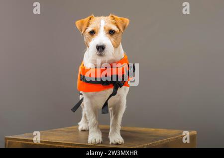 Der Pedigreed Jack Russell im Kostüm eines Rettungsschwimmers Malibu steht auf einem Podest im Studio. Gemischte Medien Stockfoto