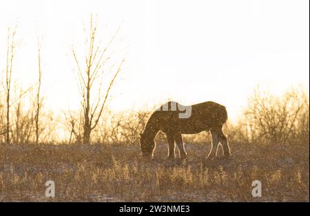 Eine Silhouette eines Clydesdale Pferdes, die bei Sonnenuntergang auf einer Herbstwiese steht Stockfoto