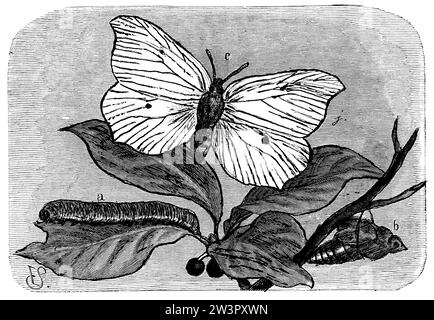 Schwefel, eine raupe, b Puppe, c Schmetterling, Gonepteryx rhamni, E. S. (Zoologiebuch, 1889), Zitronenfalter, A Raupe, b Puppe, c Falter, Zitrone, Chenille, b Chrysalid, c papillon Stockfoto