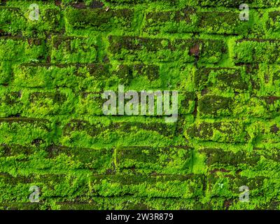 Grün bewachsene alte Ziegelsteine, antike Mauer, Hintergrund Stockfoto