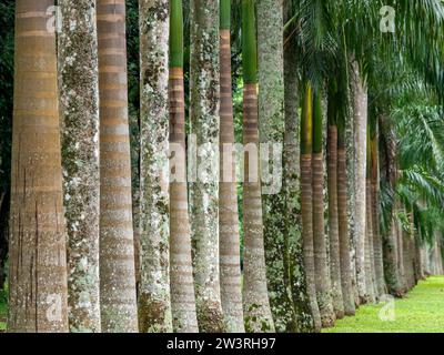 Avenue mit königlichen Palmen, Kandy Botanical Gardens, Sri Lanka Stockfoto