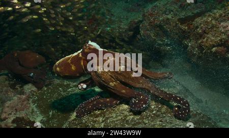 Eines Tages jagt der Krake seinen Rivalen in eine Höhle in den Riffen des watamu Marine Park, kenia Stockfoto