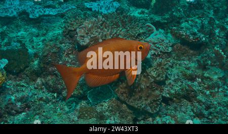 Großaugenfische schwimmen in den gesunden Korallenriffen des watamu Marine Parks, kenia Stockfoto