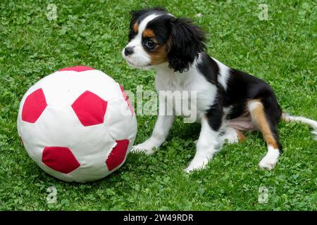 Der niedliche Kavalier King Charles Spaniel Hündchen spielt mit einem rot-weißen Fußball auf grünem Gras und zeigt pure Neugier Stockfoto