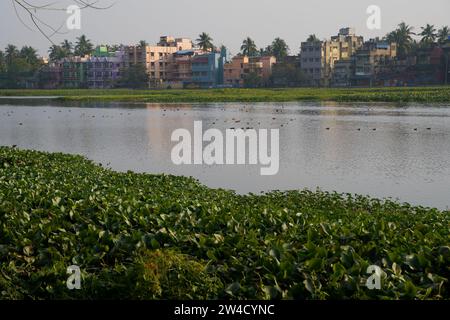 Kalkutta, Indien. Dezember 2023. Viele Zugvögel kommen in diesem Winter (November bis März) am meist mit Wasserhyazinthen bedeckten Santragachi Jheel oder See. Liter Whistling Duck ist die dominanteste Art, die hier mit anderen Sorten zu sehen ist. (Foto: Biswarup Ganguly/Pacific Press) Credit: Pacific Press Media Production Corp./Alamy Live News Stockfoto