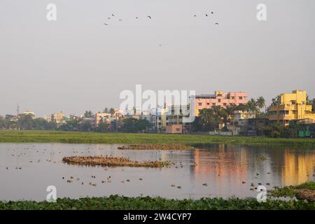 Kalkutta, Indien. Dezember 2023. Viele Zugvögel kommen in diesem Winter (November bis März) am meist mit Wasserhyazinthen bedeckten Santragachi Jheel oder See. Liter Whistling Duck ist die dominanteste Art, die hier mit anderen Sorten zu sehen ist. (Foto: Biswarup Ganguly/Pacific Press) Credit: Pacific Press Media Production Corp./Alamy Live News Stockfoto