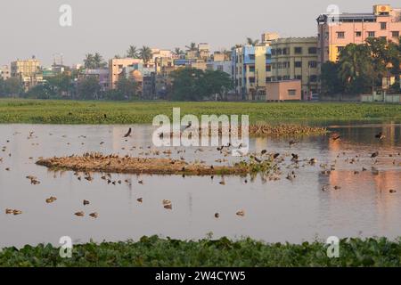 Kalkutta, Indien. Dezember 2023. Viele Zugvögel kommen in diesem Winter (November bis März) am meist mit Wasserhyazinthen bedeckten Santragachi Jheel oder See. Liter Whistling Duck ist die dominanteste Art, die hier mit anderen Sorten zu sehen ist. (Foto: Biswarup Ganguly/Pacific Press) Credit: Pacific Press Media Production Corp./Alamy Live News Stockfoto