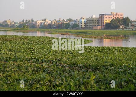 Kalkutta, Indien. Dezember 2023. Viele Zugvögel kommen in diesem Winter (November bis März) am meist mit Wasserhyazinthen bedeckten Santragachi Jheel oder See. Liter Whistling Duck ist die dominanteste Art, die hier mit anderen Sorten zu sehen ist. (Foto: Biswarup Ganguly/Pacific Press) Credit: Pacific Press Media Production Corp./Alamy Live News Stockfoto