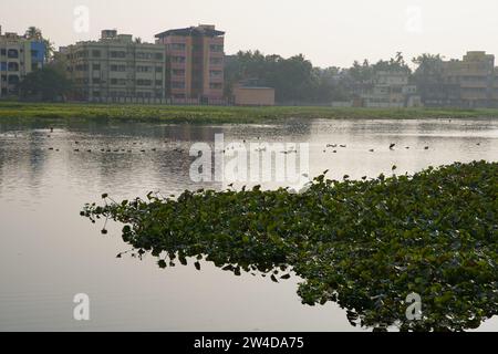 Kalkutta, Indien. Dezember 2023. Viele Zugvögel kommen in diesem Winter (November bis März) am meist mit Wasserhyazinthen bedeckten Santragachi Jheel oder See. Liter Whistling Duck ist die dominanteste Art, die hier mit anderen Sorten zu sehen ist. (Foto: Biswarup Ganguly/Pacific Press) Credit: Pacific Press Media Production Corp./Alamy Live News Stockfoto