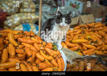 Katze sitzt auf Aji Amarillo, gelbe Chilischoten (Capsicum) baccatum, Mercado Mayorista, Huancayo, Peru Stockfoto