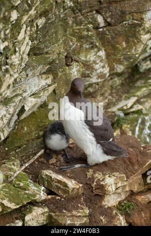 Guillemot (Uria aalge) erwachsener Vogel mit einem jungen Küken auf einer Klippe, Northumberland, England, Vereinigtes Königreich Stockfoto