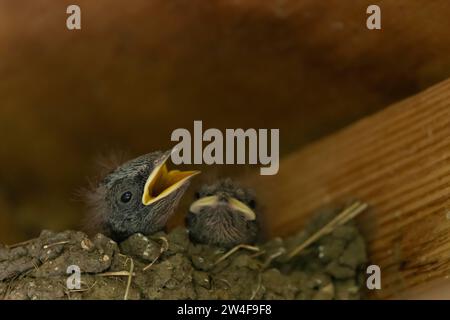 Hirundo rustica (Hirundo rustica) Jungvogel, der in einem Nest nach Nahrung sucht, Norfolk, England, Vereinigtes Königreich Stockfoto