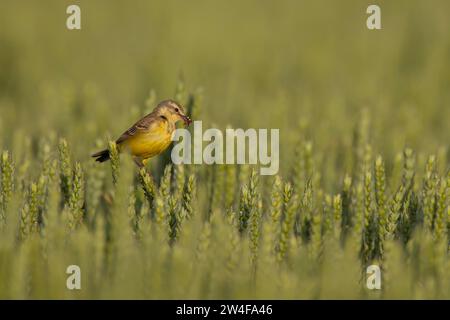 Gelber Bachstelzahn (Motacilla flava) ausgewachsener Vogel mit Insekten im Schnabel auf einem Getreidefeld, Suffolk, England, Vereinigtes Königreich Stockfoto