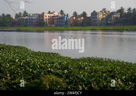 Kalkutta, Westbengalen, Indien. Dezember 2023. Viele Zugvögel kommen in diesem Winter (November bis März) am meist mit Wasserhyazinthen bedeckten Santragachi Jheel oder See. Liter Whistling Duck ist die dominanteste Art, die hier mit anderen Sorten zu sehen ist. (Kreditbild: © Biswarup Ganguly/Pacific Press via ZUMA Press Wire) NUR REDAKTIONELLE VERWENDUNG! Nicht für kommerzielle ZWECKE! Stockfoto