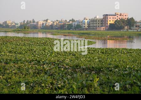 Kalkutta, Westbengalen, Indien. Dezember 2023. Viele Zugvögel kommen in diesem Winter (November bis März) am meist mit Wasserhyazinthen bedeckten Santragachi Jheel oder See. Liter Whistling Duck ist die dominanteste Art, die hier mit anderen Sorten zu sehen ist. (Kreditbild: © Biswarup Ganguly/Pacific Press via ZUMA Press Wire) NUR REDAKTIONELLE VERWENDUNG! Nicht für kommerzielle ZWECKE! Stockfoto