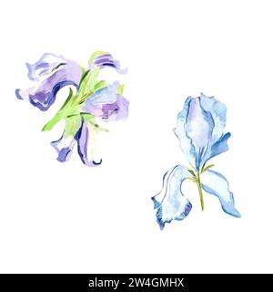 Aquarellpastellfarben Frühlingsblumen handgemalt florale Illustration mit zarten blauen und violetten Iris botanisches Set für Postkarten, Plakate, Dekor Stockfoto