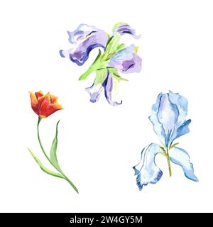 Aquarell Pastell Iris und Tulpe Blumen Illustration mit zartem lila und Iris rote Tulpe Botanical für Postkarten, Poster, Dekor, Frauentag Stockfoto