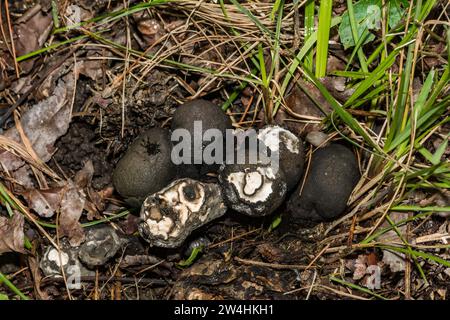 Toter Mann Finger - Xylaria polymorpha Stockfoto