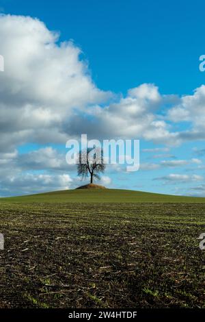 Ein einsamer Baum steht auf einem grasbewachsenen Hügel unter blauem Himmel, der an einem sonnigen Nachmittag in der Auvergne, Frankreich, Europa gefüllt ist Stockfoto