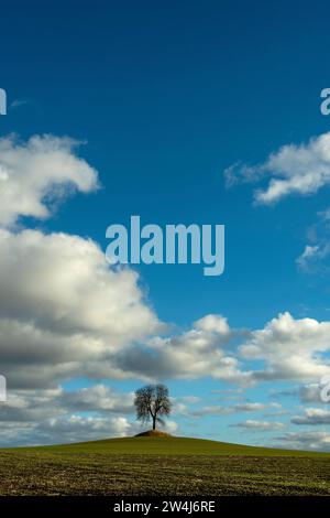 Ein einsamer Baum steht auf einem grasbewachsenen Hügel unter blauem Himmel, der an einem sonnigen Nachmittag in der Auvergne, Frankreich, Europa gefüllt ist Stockfoto