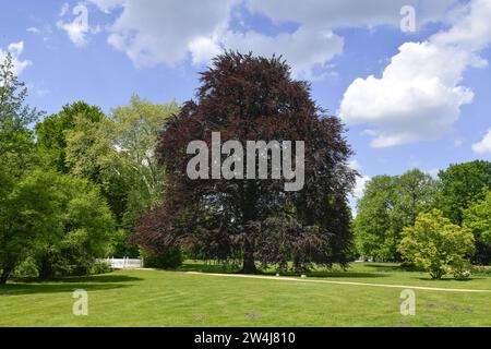 Blutbuche (Fagus sylvatica f. purpurea), Fürst-Pückler-Park Branitz, Cottbus, Brandenburg, Deutschland Stockfoto