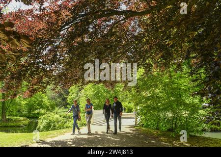 Blutbuche (Fagus sylvatica f. purpurea), Fürst-Pückler-Park Branitz, Cottbus, Brandenburg, Deutschland Stockfoto