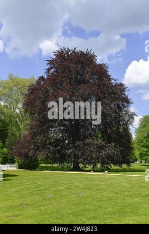 Blutbuche (Fagus sylvatica f. purpurea), Fürst-Pückler-Park Branitz, Cottbus, Brandenburg, Deutschland Stockfoto