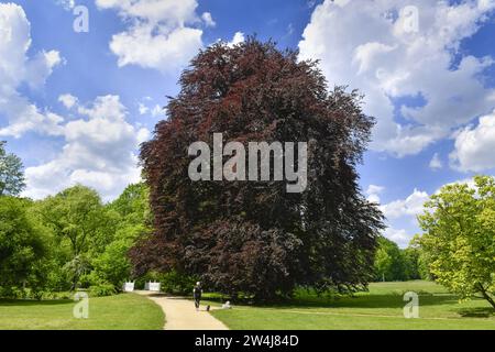 Blutbuche (Fagus sylvatica f. purpurea), Fürst-Pückler-Park Branitz, Cottbus, Brandenburg, Deutschland Stockfoto