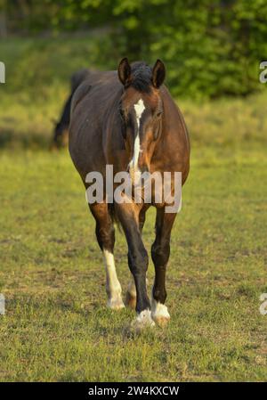 Pferd, Weide nahe Schlepzig, Spreewald, Brandenburg, Deutschland Stockfoto