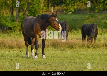 Pferde, Weide nahe Schlepzig, Spreewald, Brandenburg, Deutschland Stockfoto