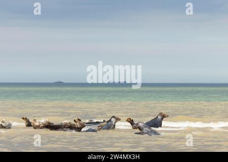 Graue (Halichoerus grypus) Robbentiere, die in der Brandung mit zwei Booten auf dem Meer im Hintergrund ruhen, Norfolk, England, Vereinigtes Königreich Stockfoto