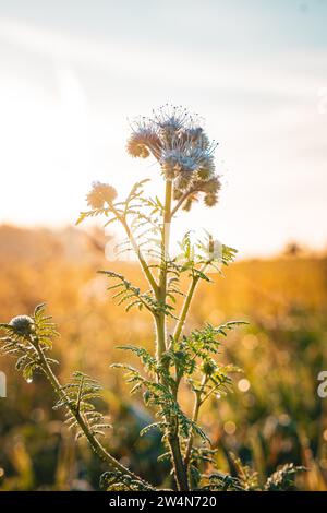 Thistle bedeckt mit Morgentau im Hintergrund der aufgehenden Sonne, Calw, Schwarzwald, Deutschland Stockfoto