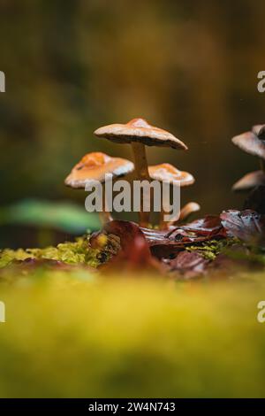 Pilze wachsen auf einem moosbedeckten Baumstumpf im Wald, Calw, Schwarzwald, Deutschland Stockfoto