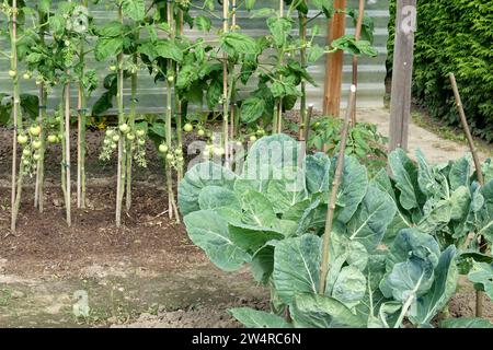 Gemüsegarten mit unreifen Tomaten auf Weinrebe Stockfoto