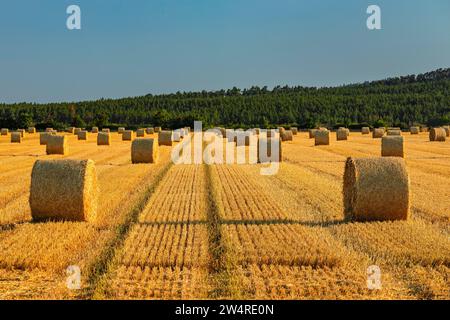 Heuballen auf einem Feld in der Nähe von Weddersleben, Sachsen-Anhalt, Deutschland, Weddersleben, Sachsen-Anhalt, Deutschland Stockfoto
