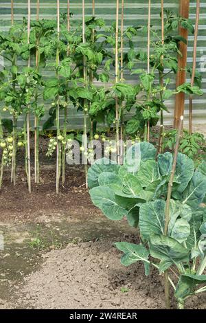 Gemüsegarten, Anbau und Reifung von Tomaten auf einem Stock und rosenkohl in einem Gemüsegarten Stockfoto