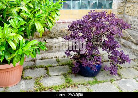 Rauchbaum Cotinus coggygria in Topf Purple Leaves Plant Stockfoto