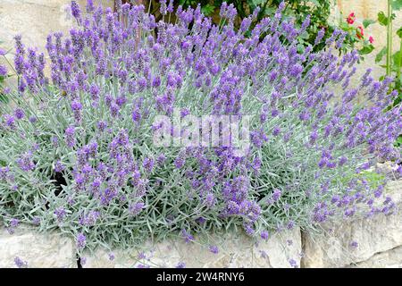 Blaue Lavandula angustifolia Garten Lavendelblumen Stockfoto